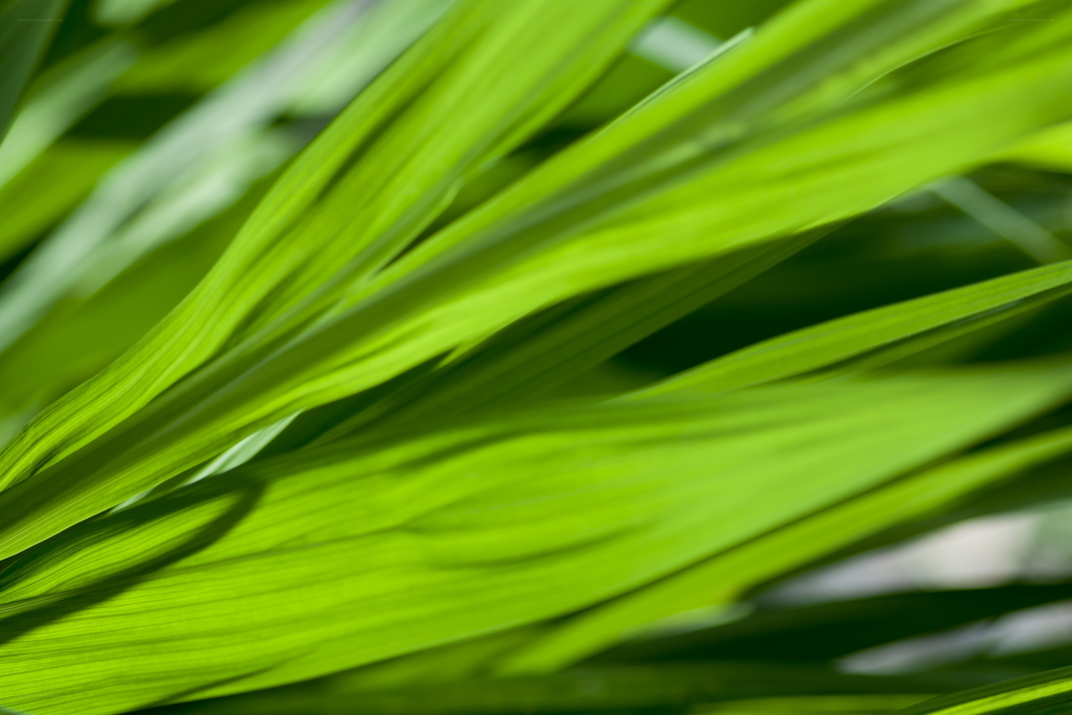 green leaves in sunlight