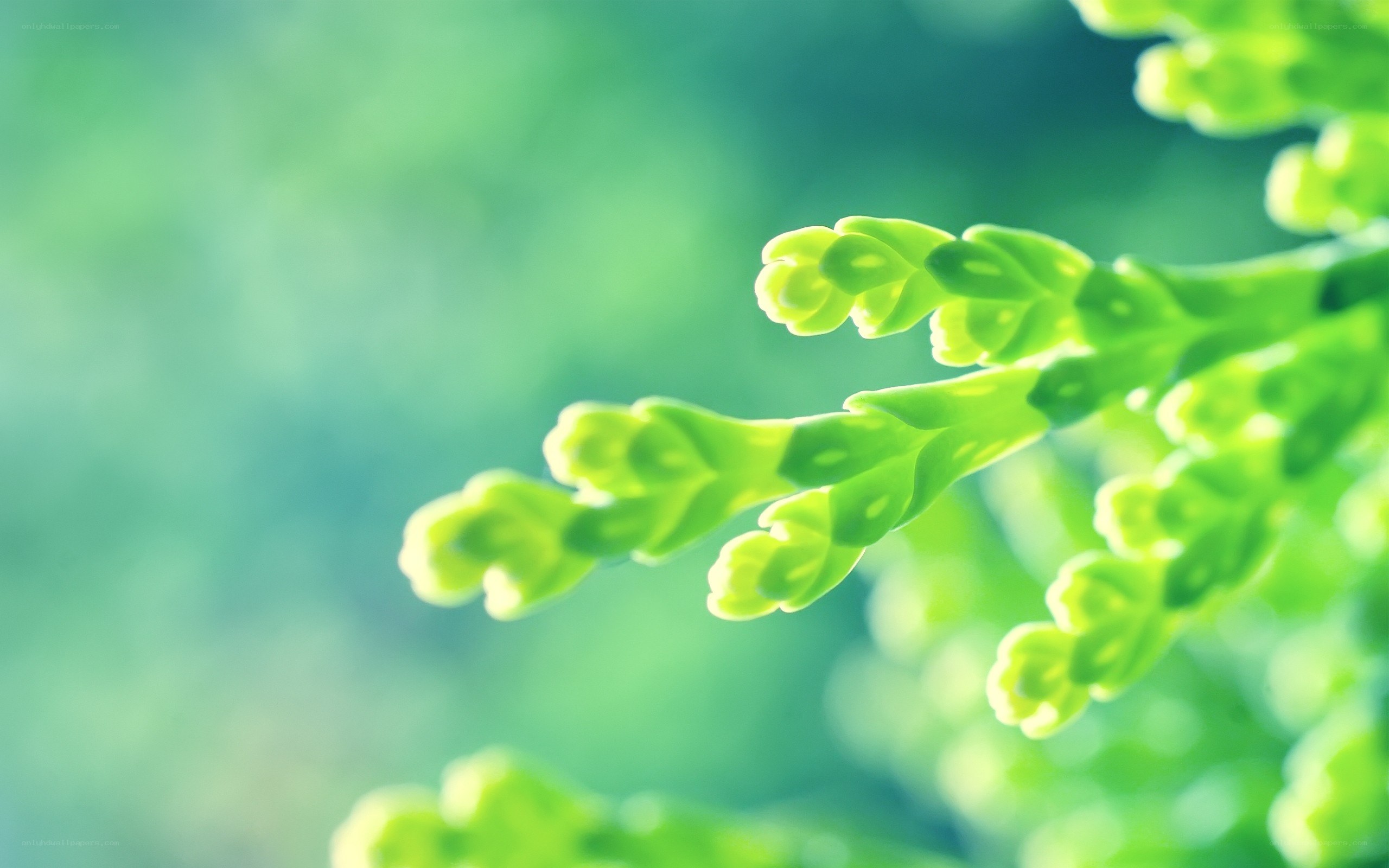 green leaves in sunlight