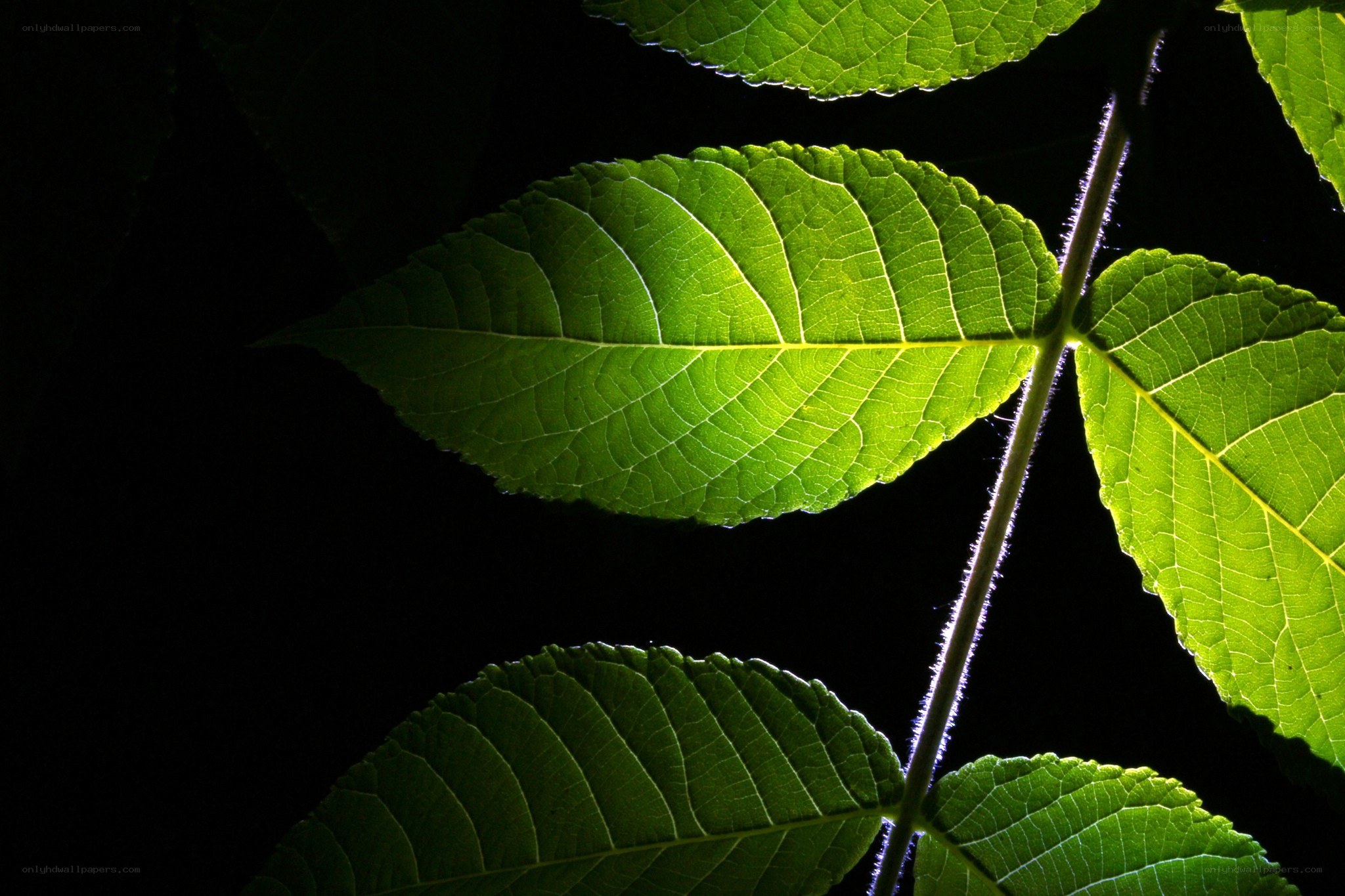 green leaves in sunlight