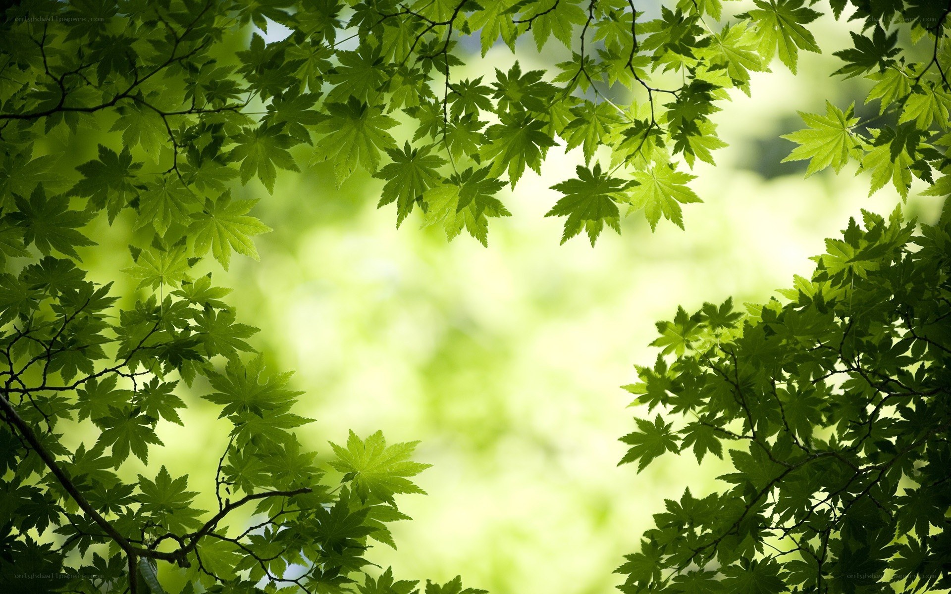 green leaves in sunlight