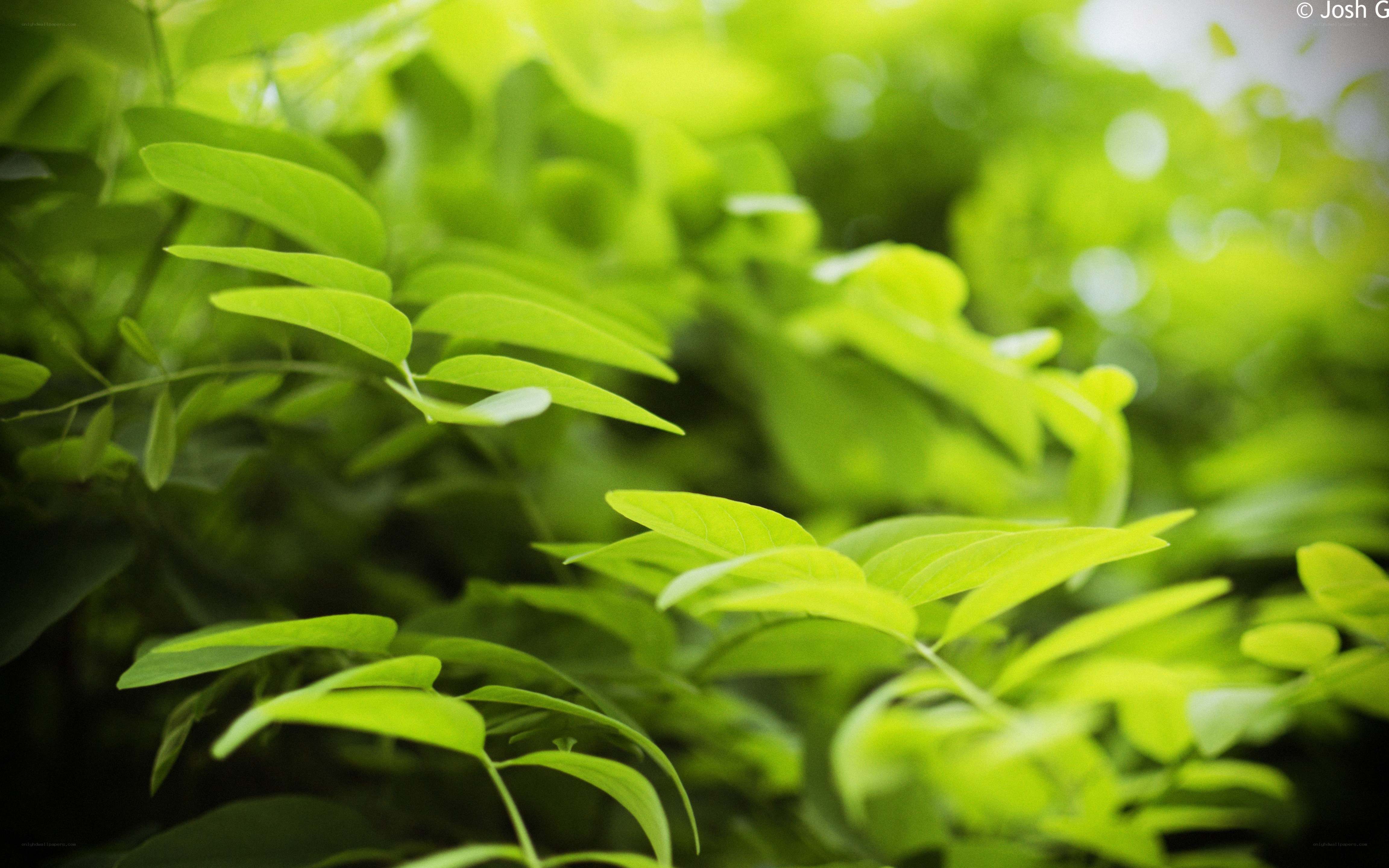 green leaves in sunlight