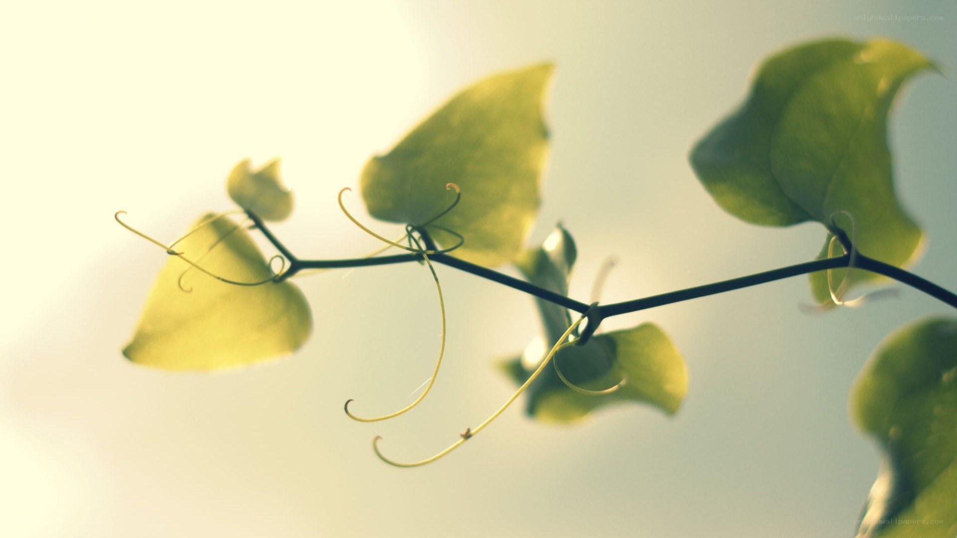 green leaves in sunlight
