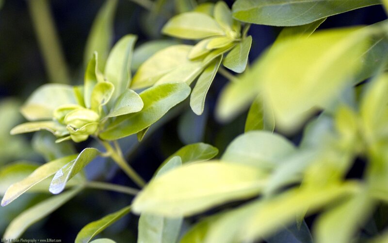 green leaves in sunlight