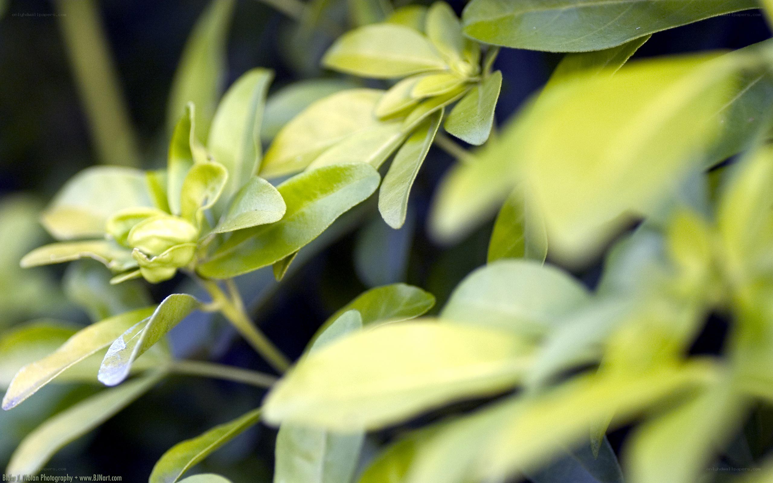 green leaves in sunlight