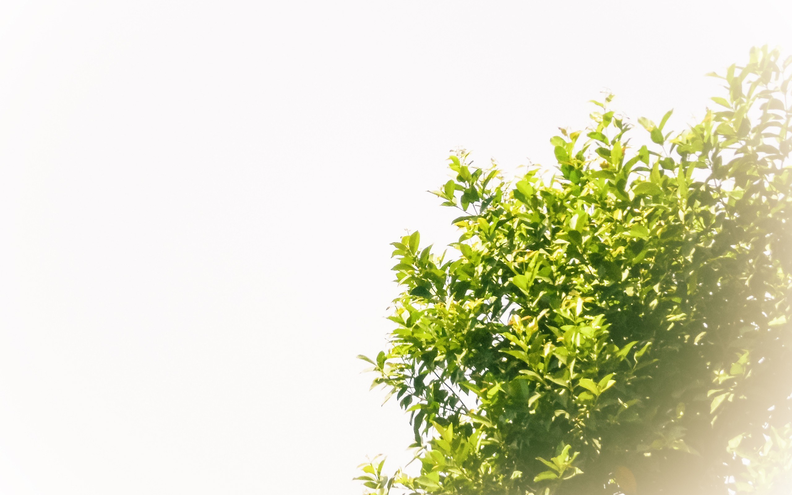 green leaves in sunlight