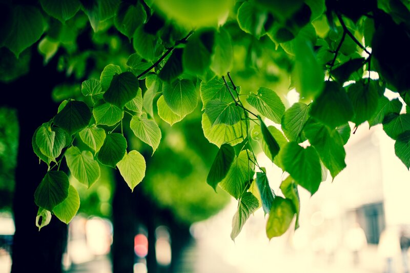 green leaves in sunlight