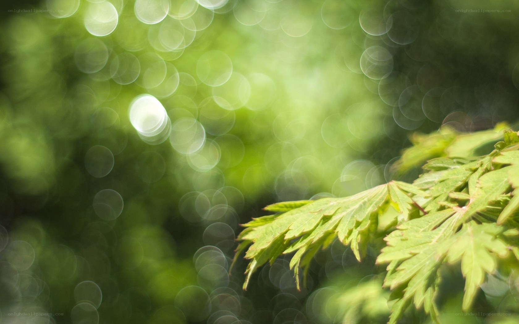Green leaves in sunlight