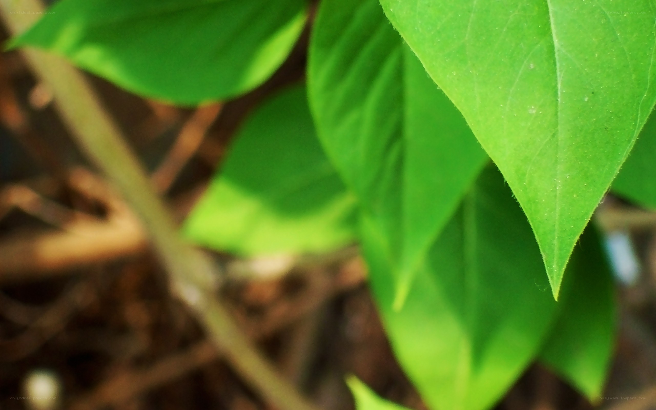green leaves in sunlight