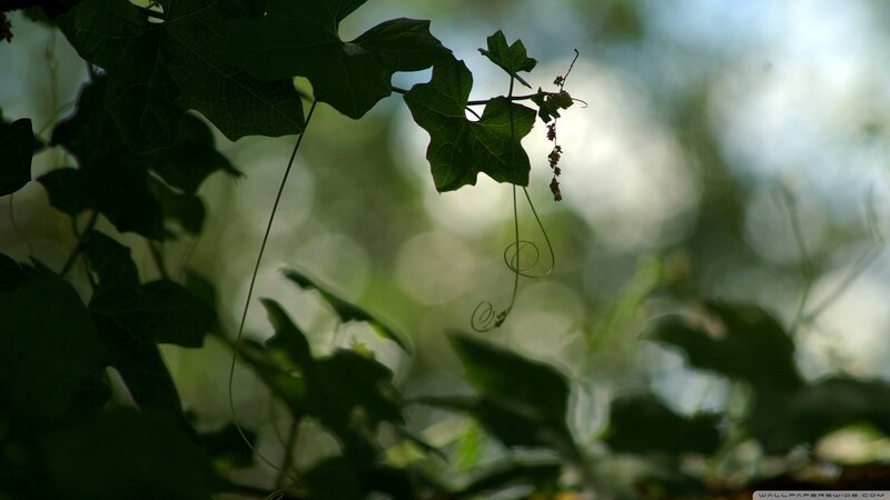 green leaves in sunlight