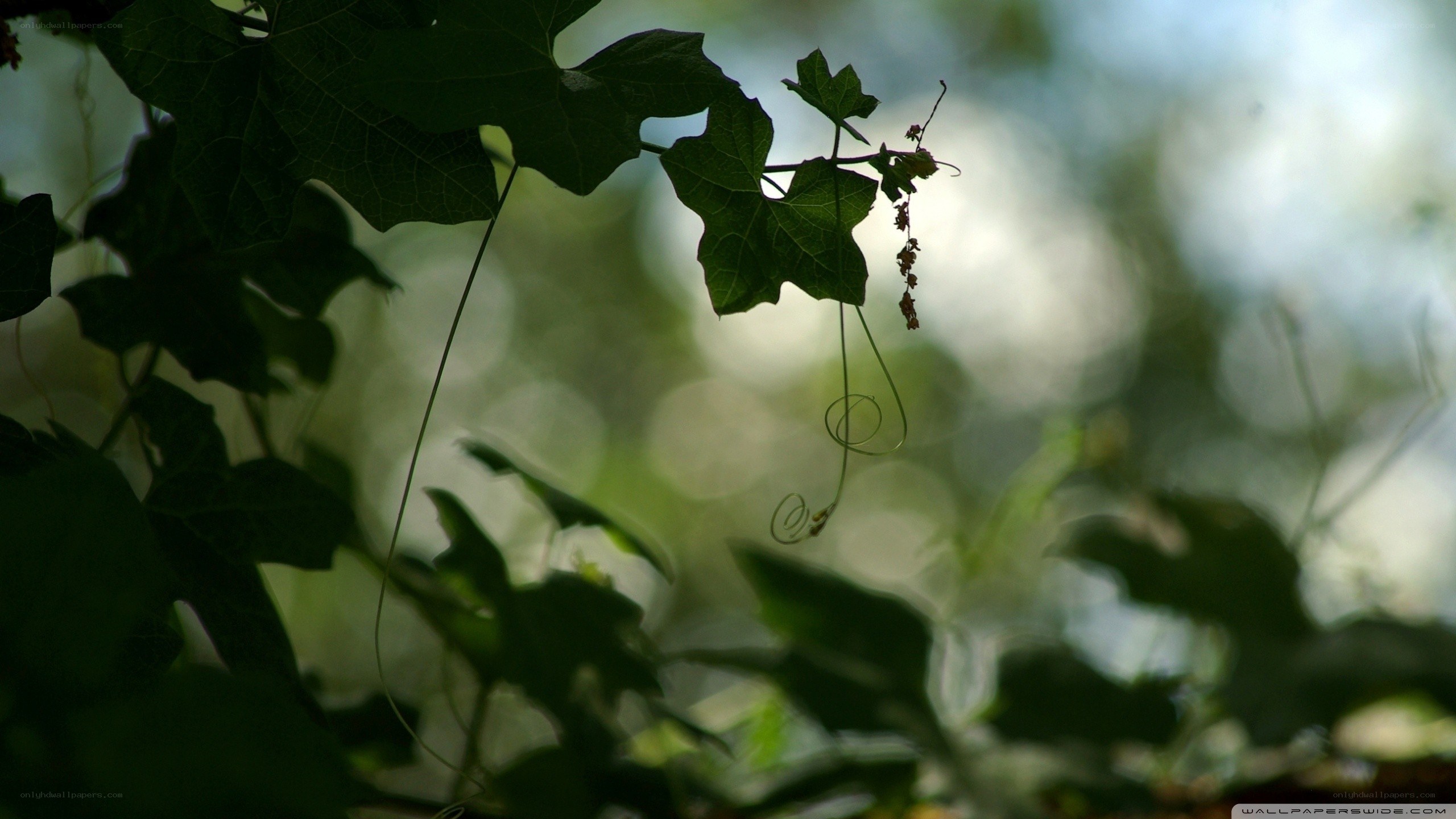 green leaves in sunlight