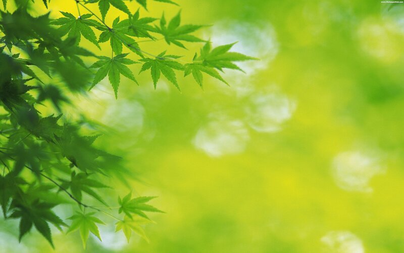 green leaves in sunlight