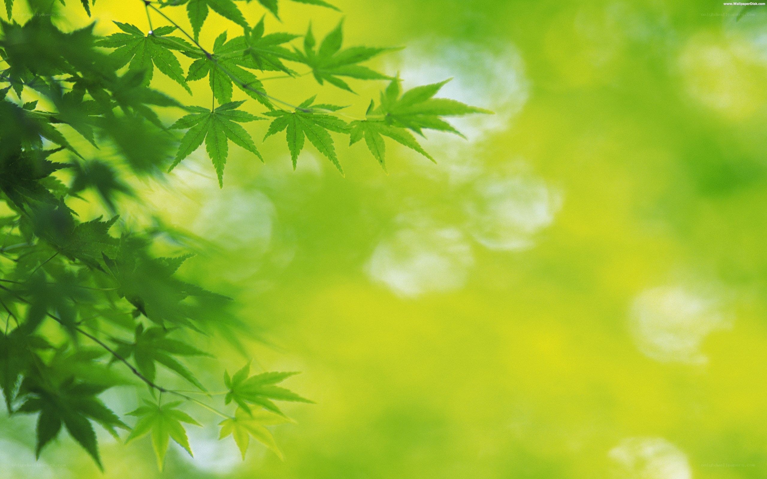 green leaves in sunlight