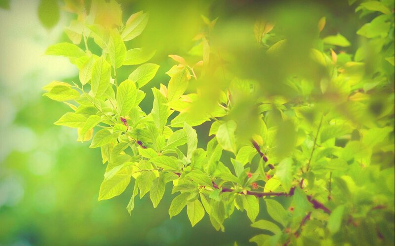 green leaves in sunlight