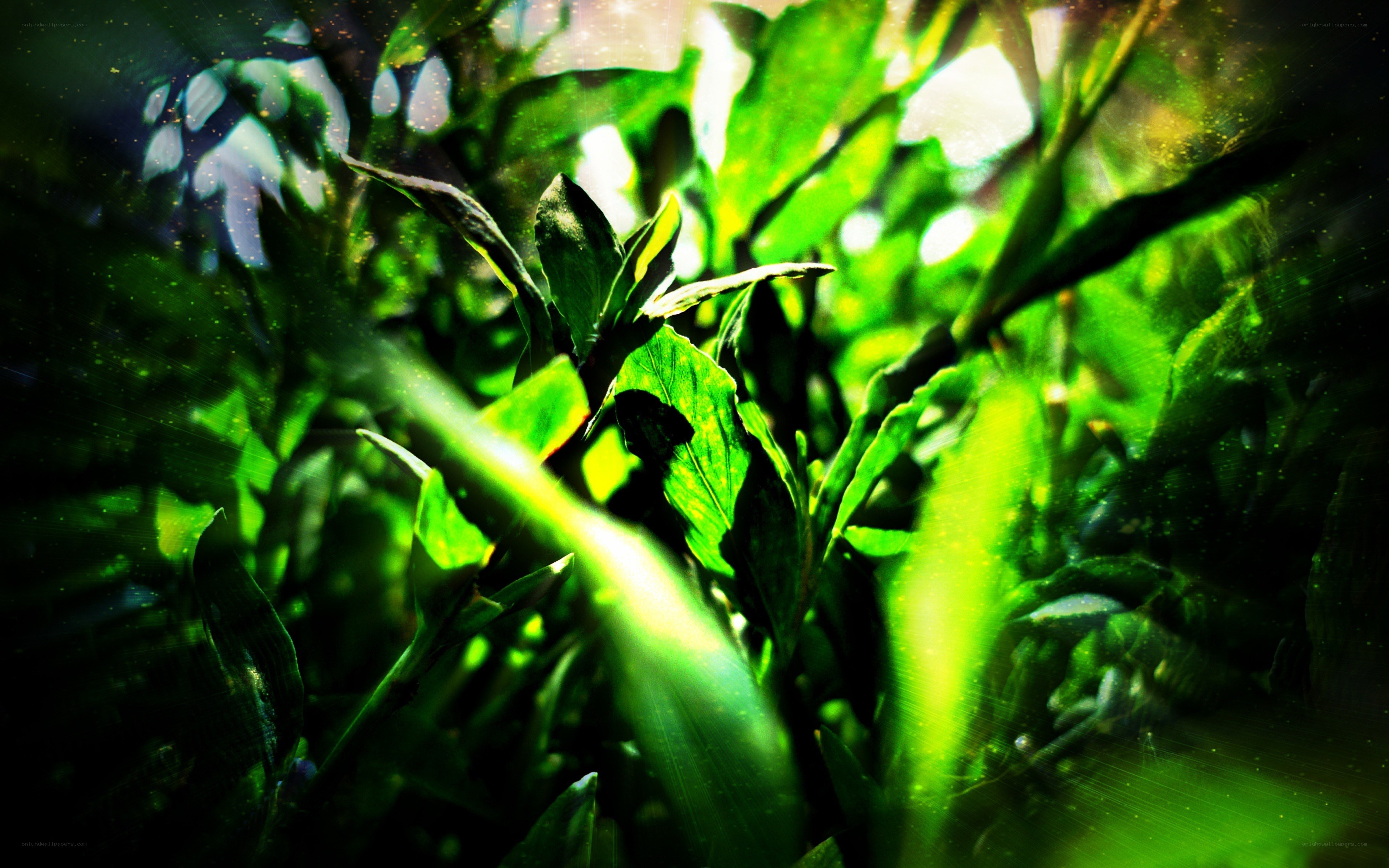 green leaves in sunlight