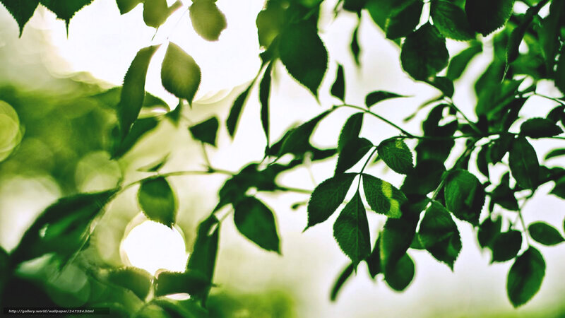 Green leaves in sunlight