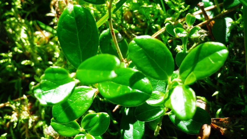 green leaves in sunlight