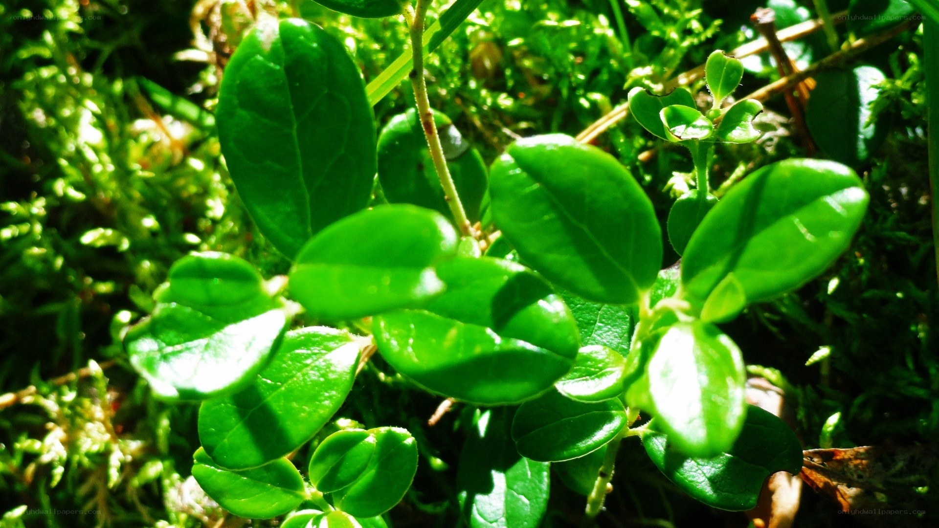 green leaves in sunlight