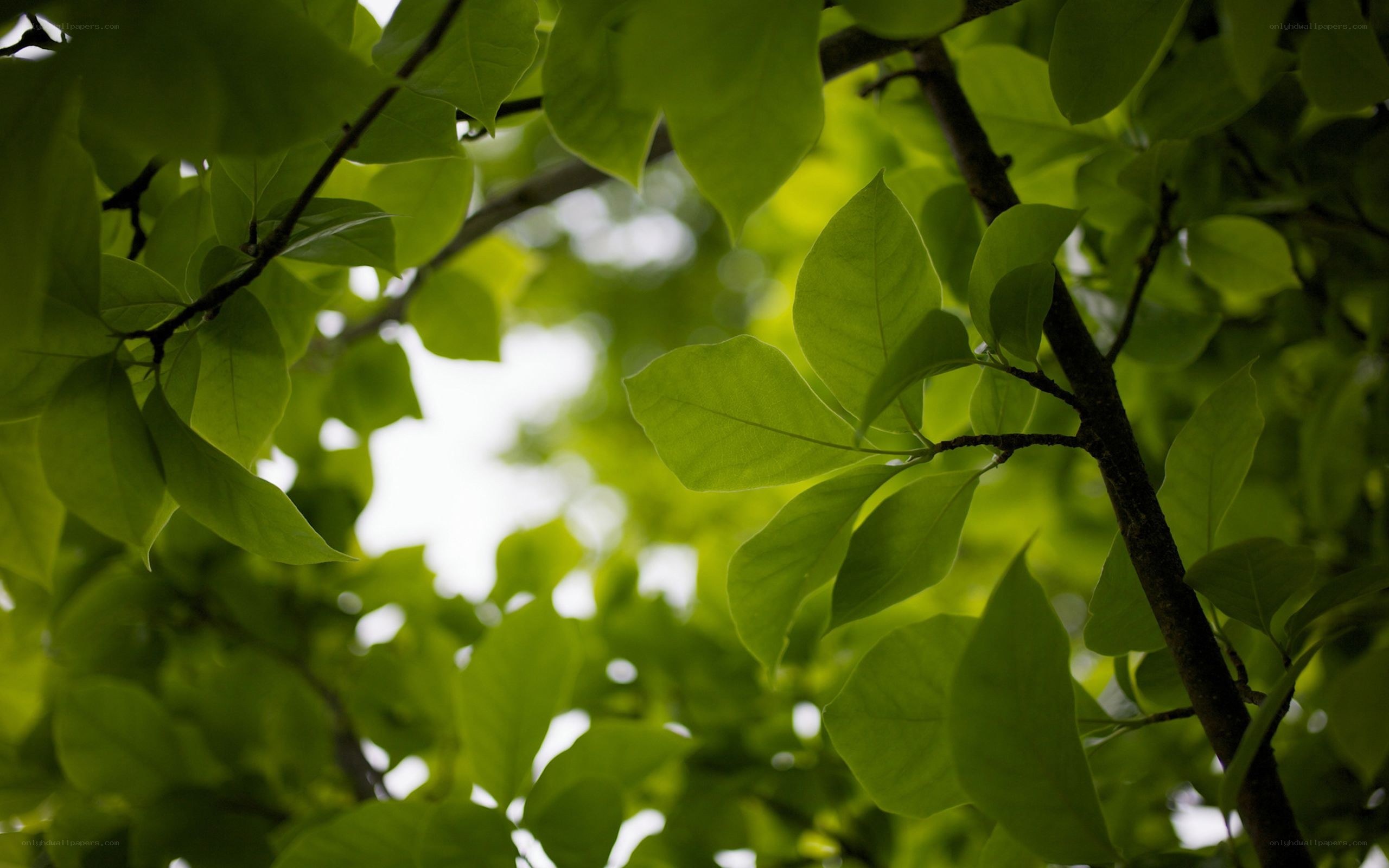 green leaves in sunlight