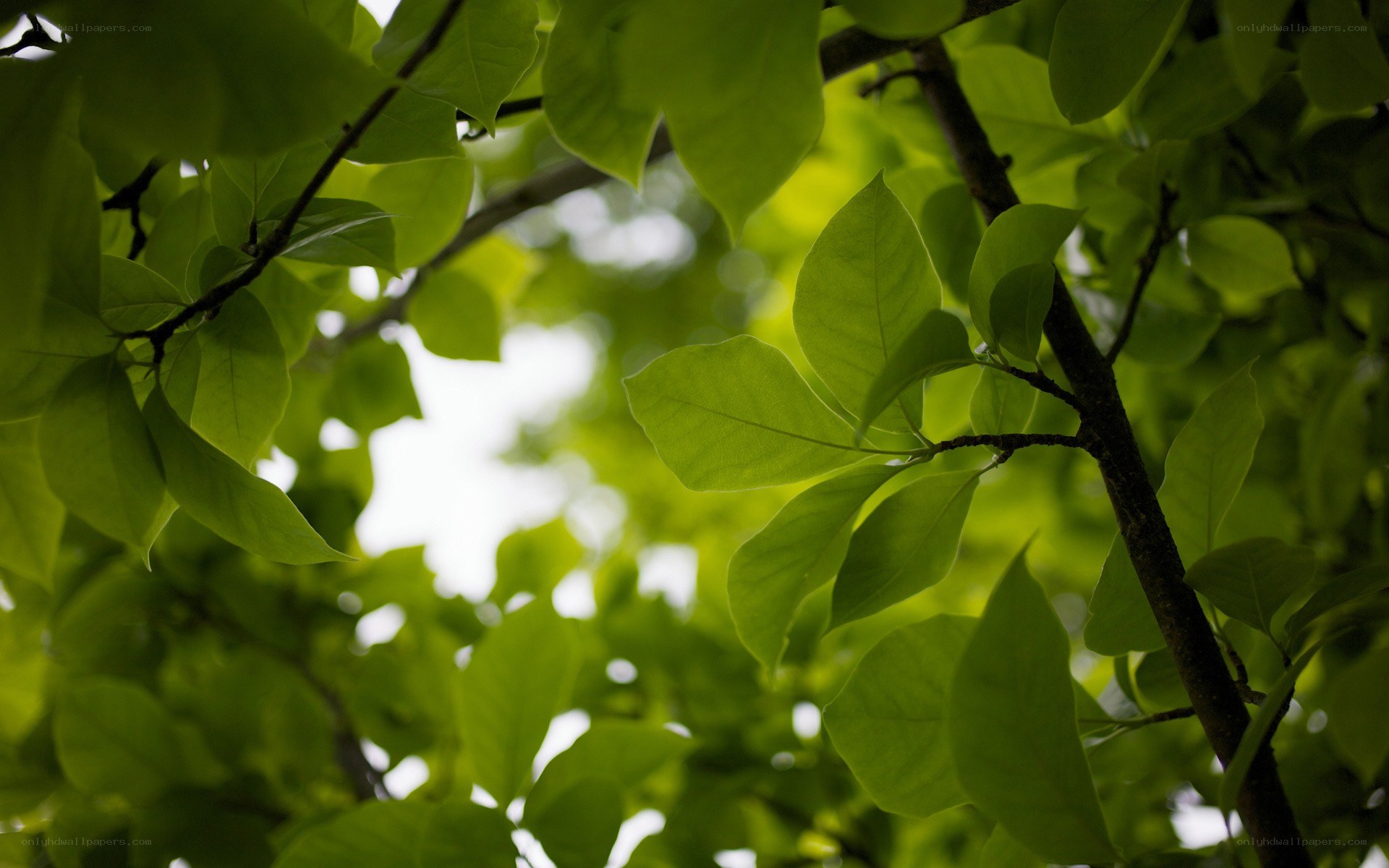 green leaves in sunlight