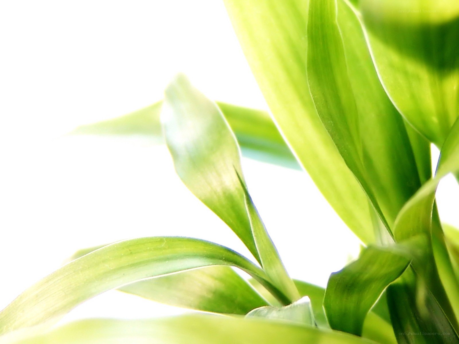 green leaves in sunlight