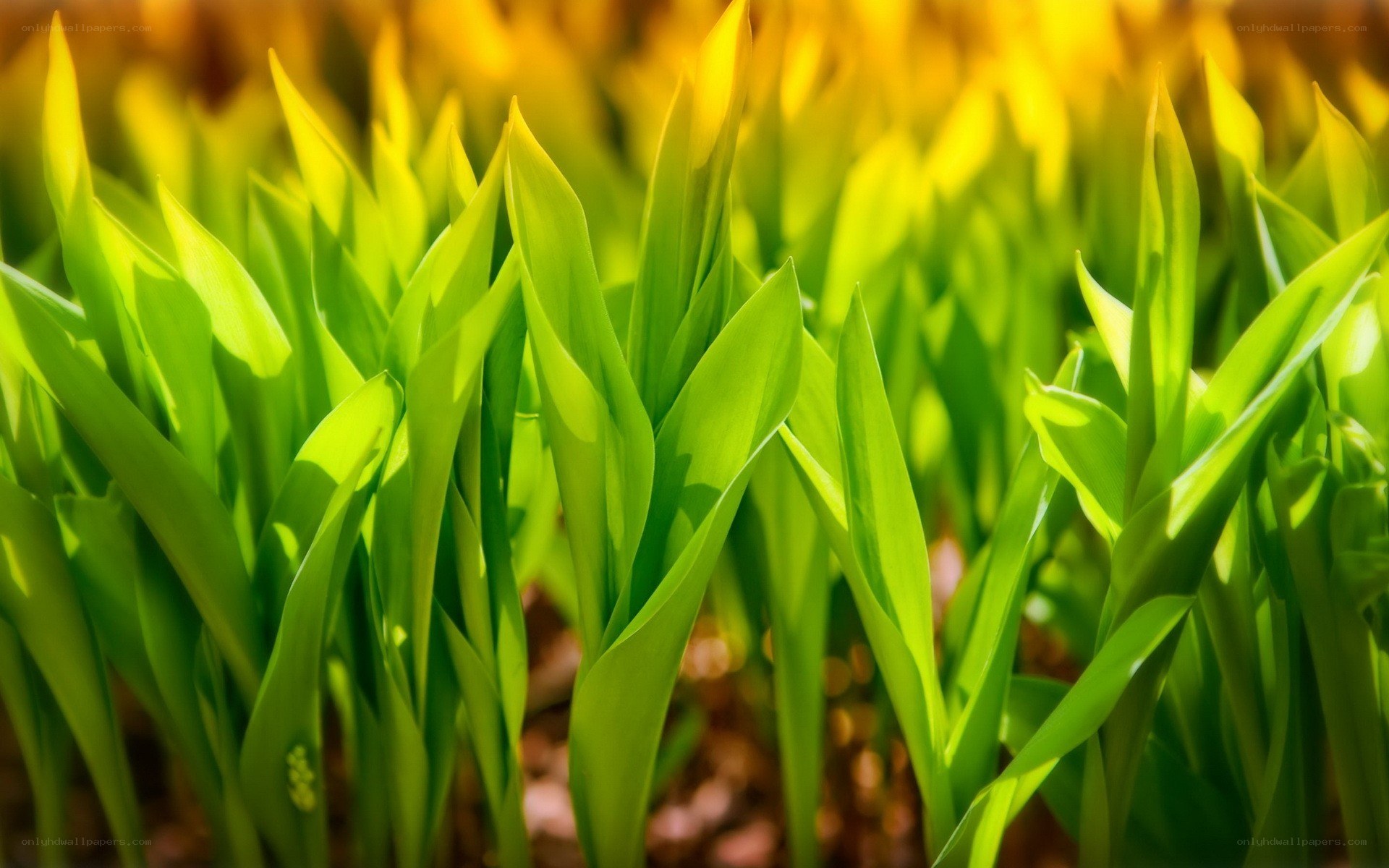 green leaves in sunlight