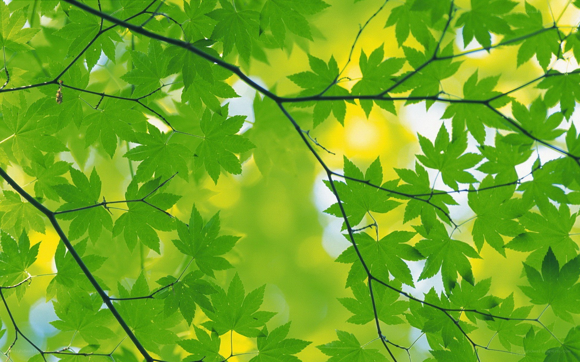 green leaves in sunlight