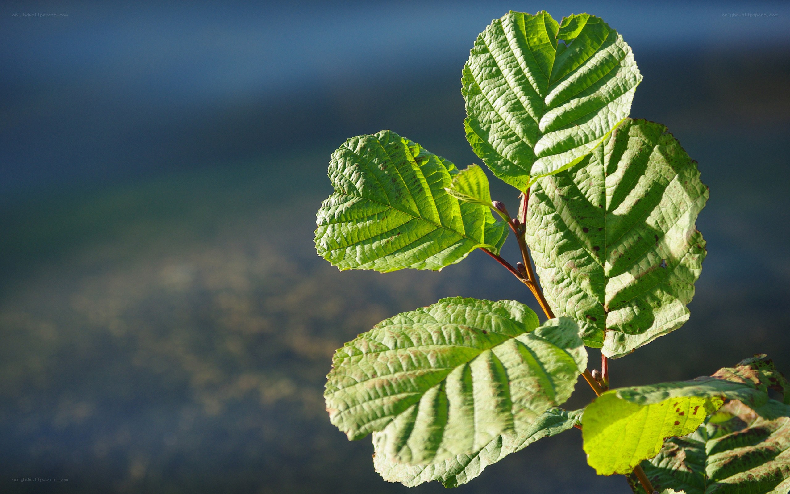 green leaves in sunlight