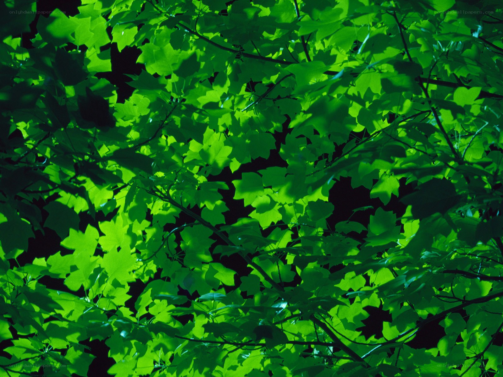 green leaves in sunlight
