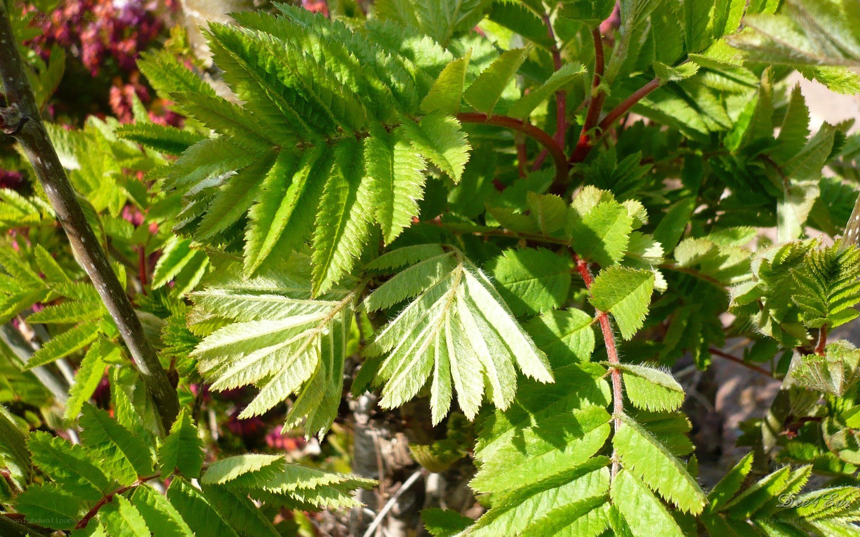 green leaves in sunlight