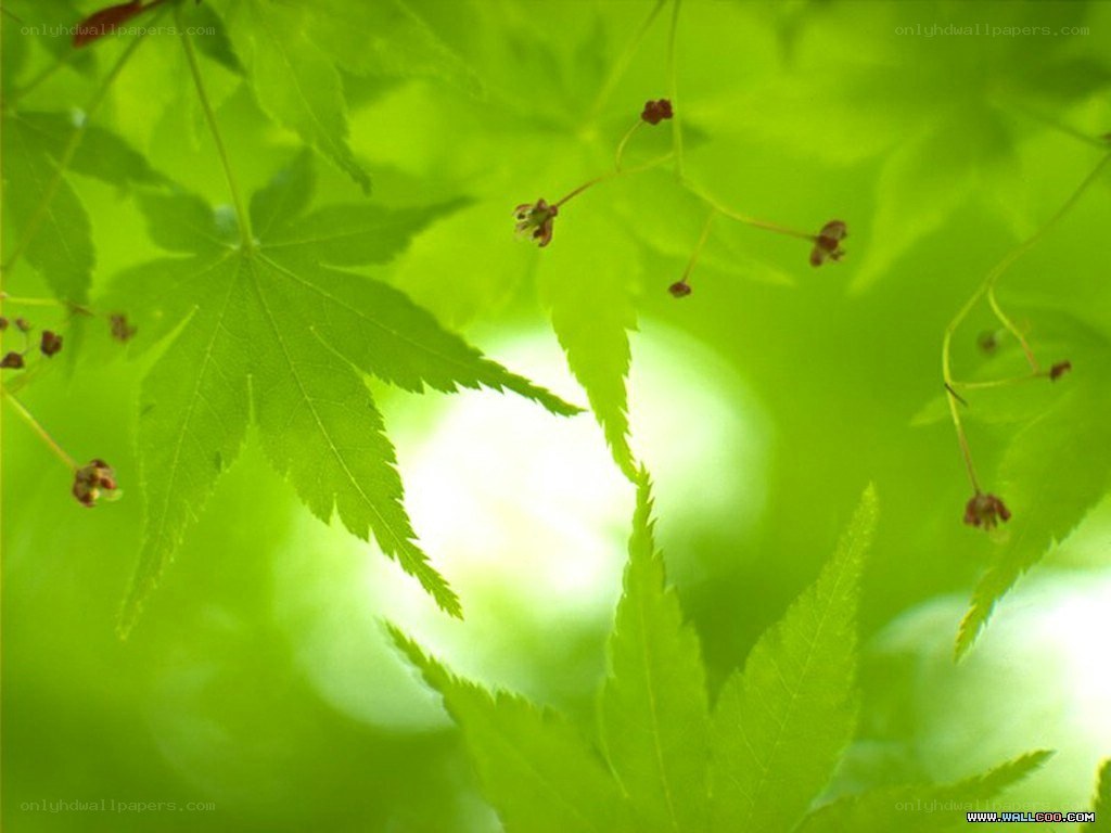 green leaves in sunlight