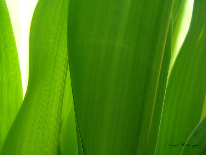 green leaves in sunlight