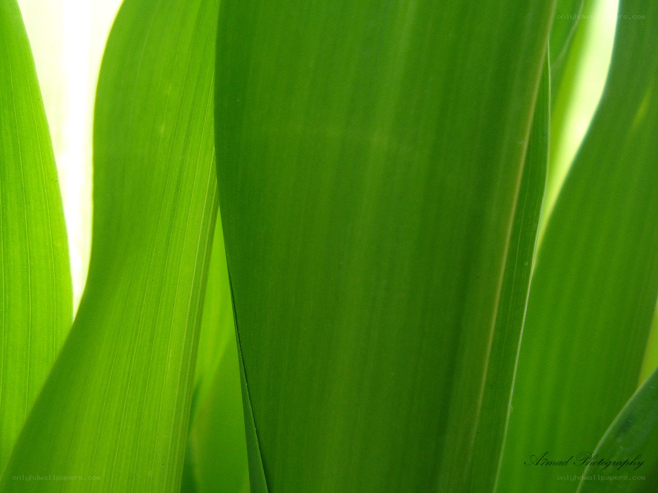 green leaves in sunlight