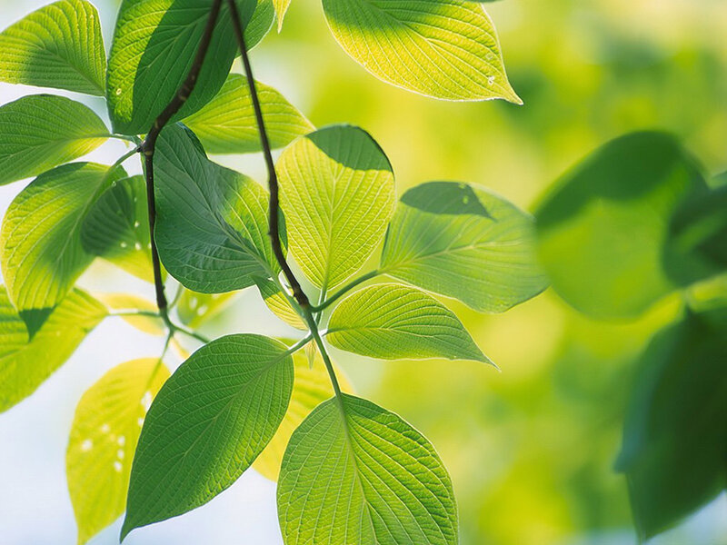 green leaves in sunlight