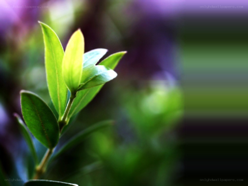 green leaves in sunlight