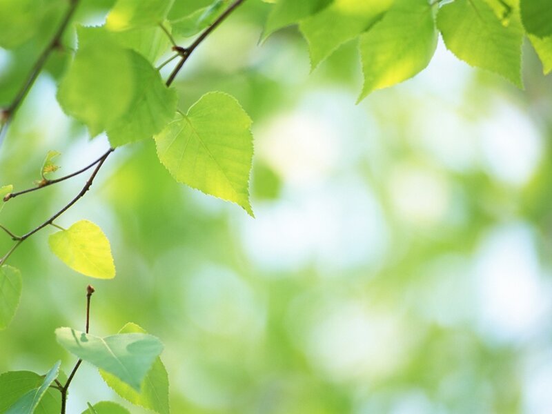 green leaves in sunlight