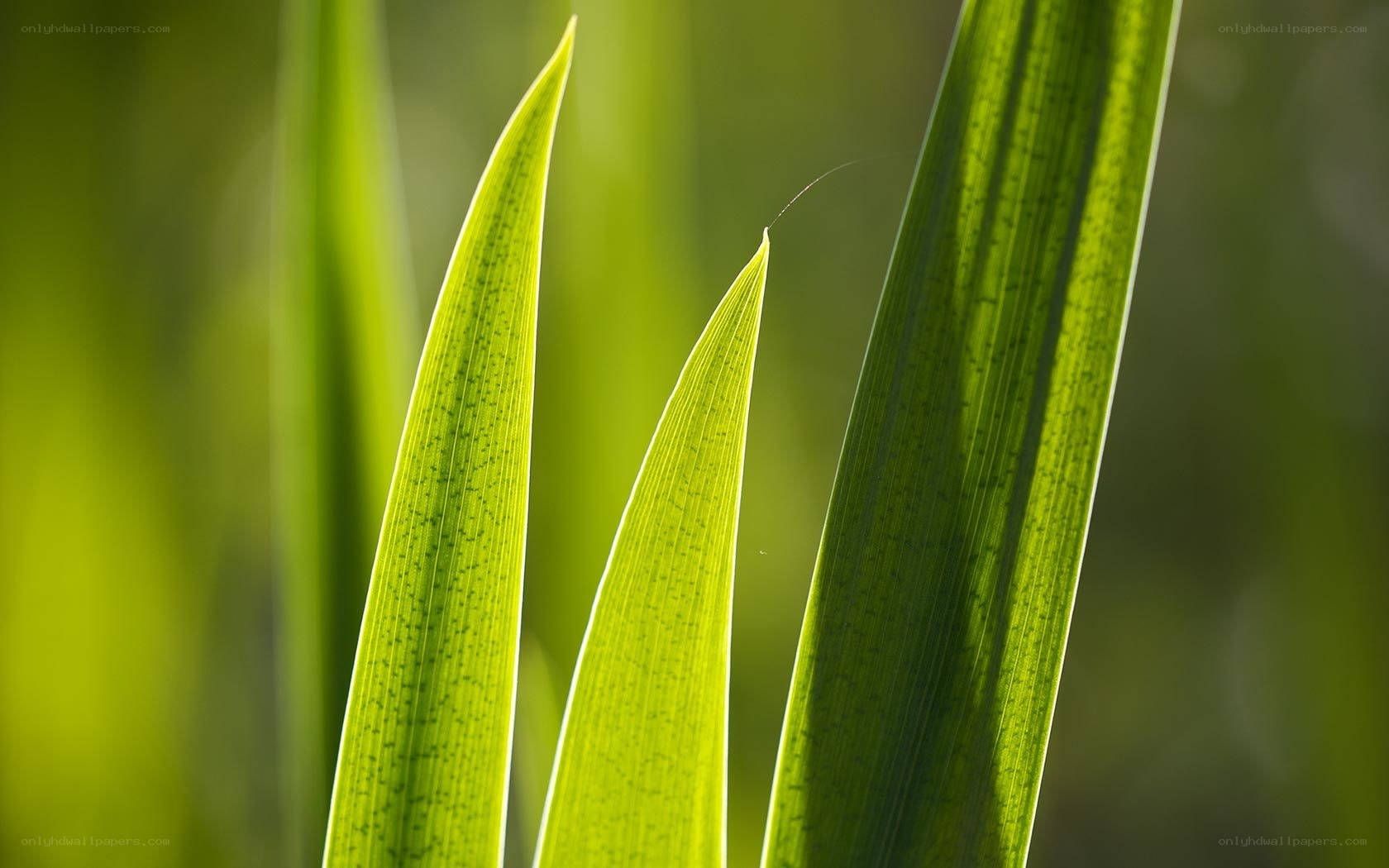 green leaves in sunlight