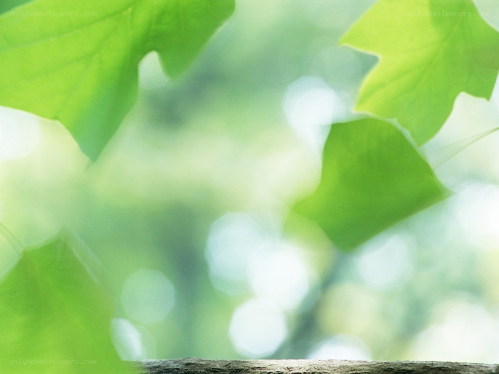 green leaves in sunlight
