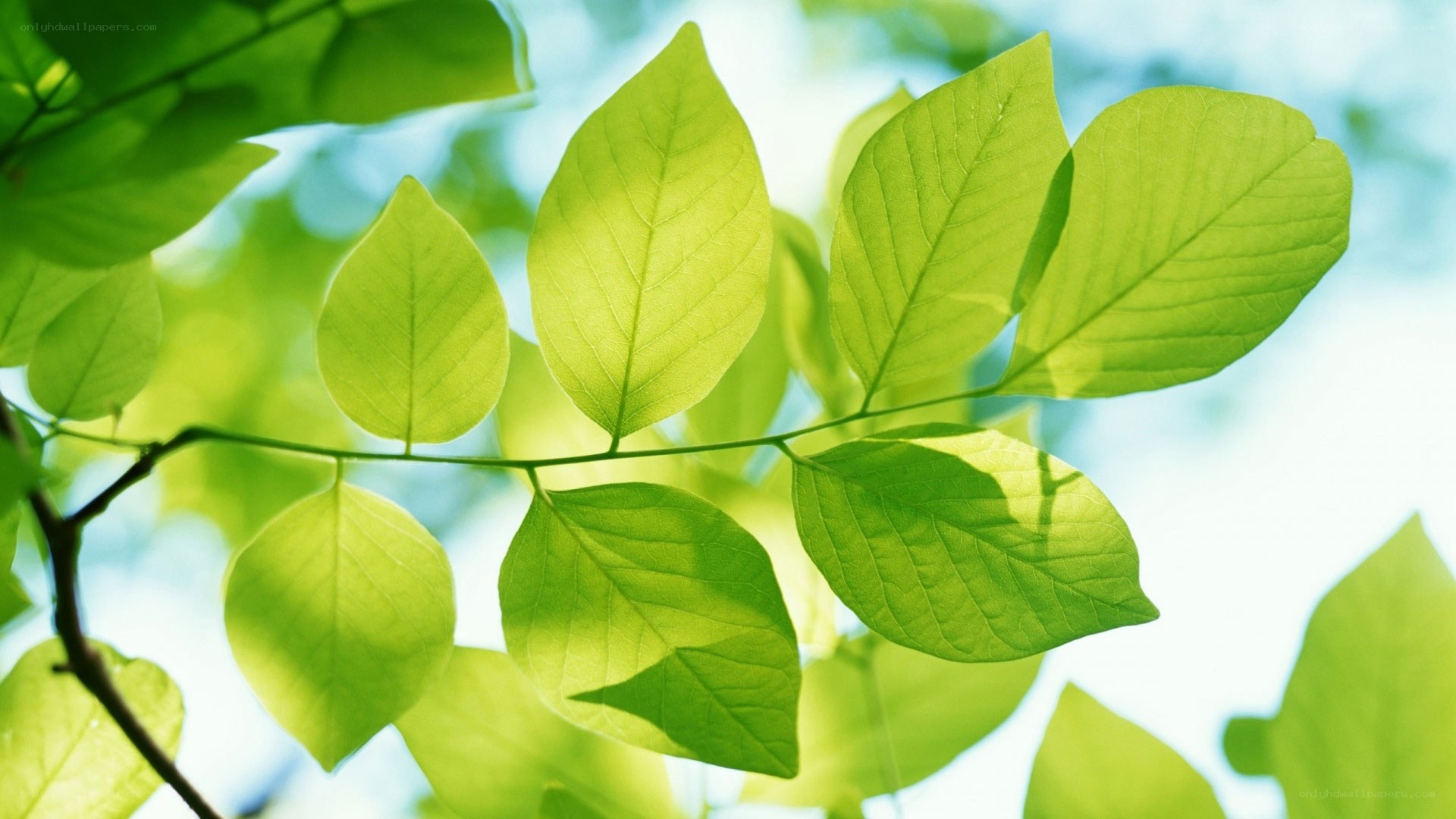 green leaves in sunlight