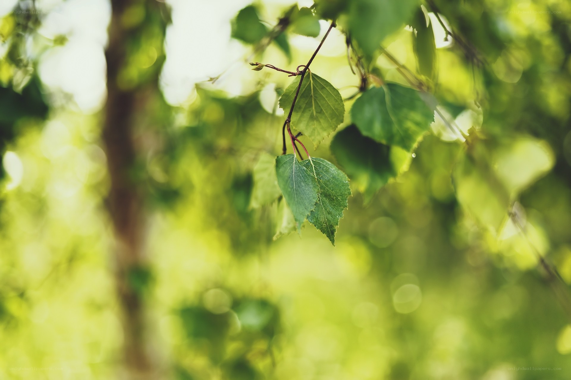 green leaves in sunlight