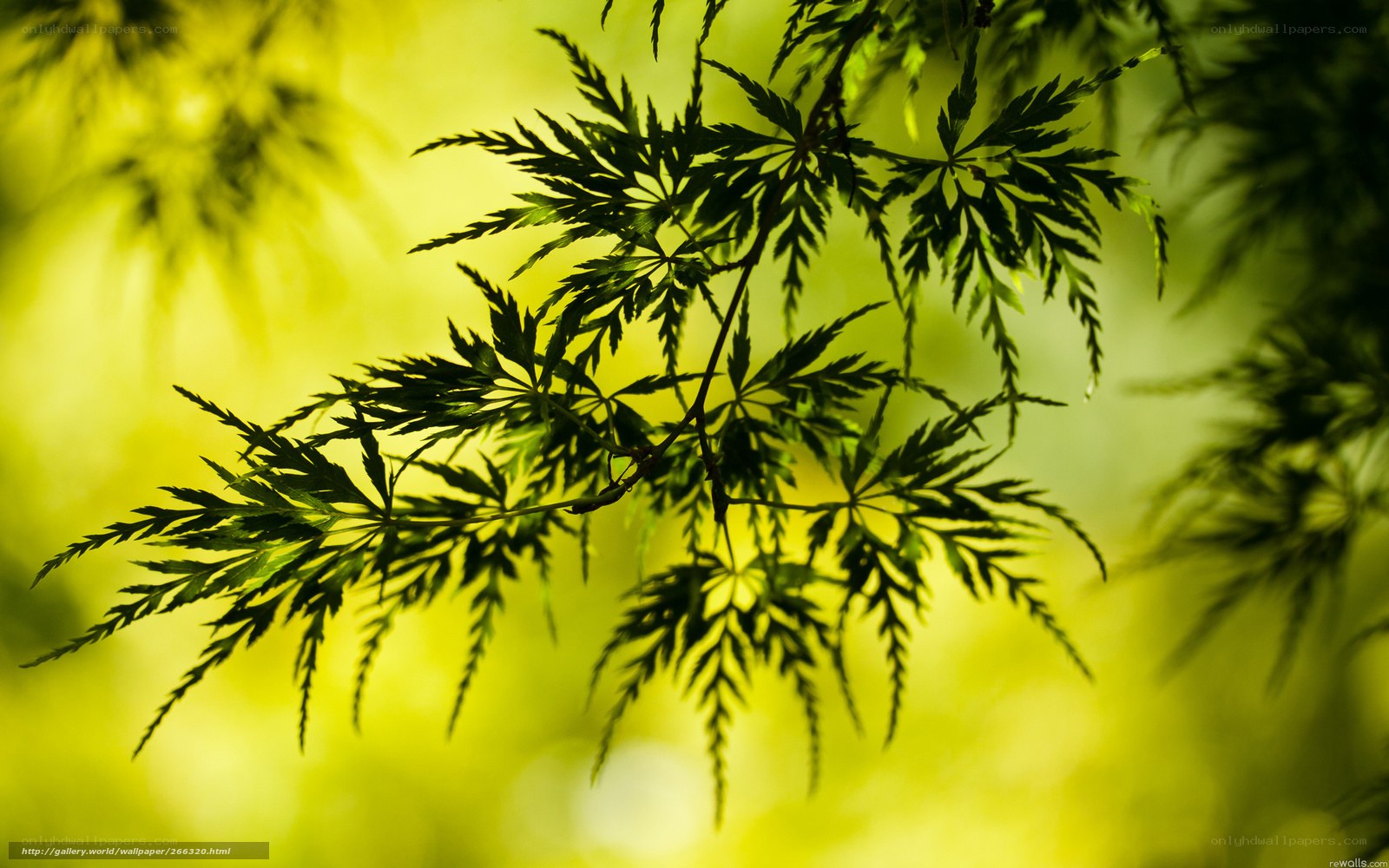 Green leaves in sunlight