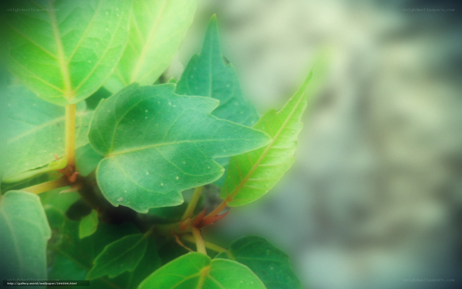 green leaves in sunlight