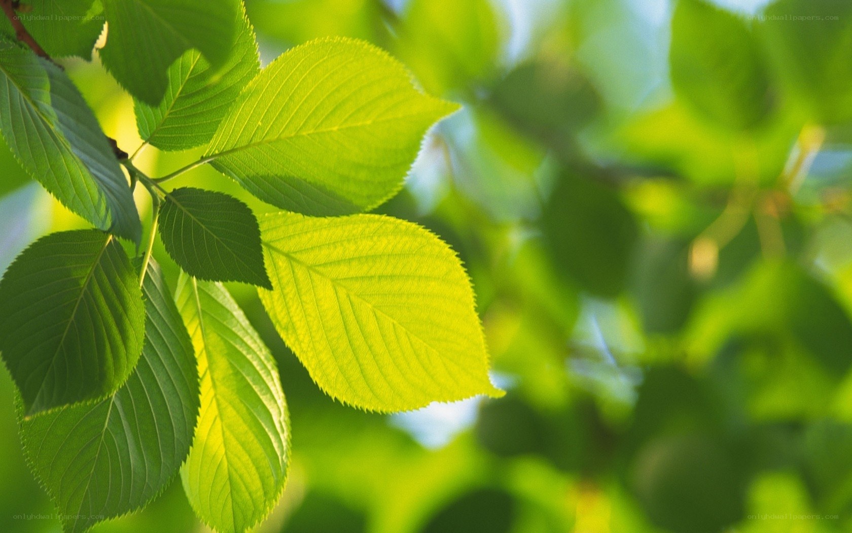 green leaves in sunlight
