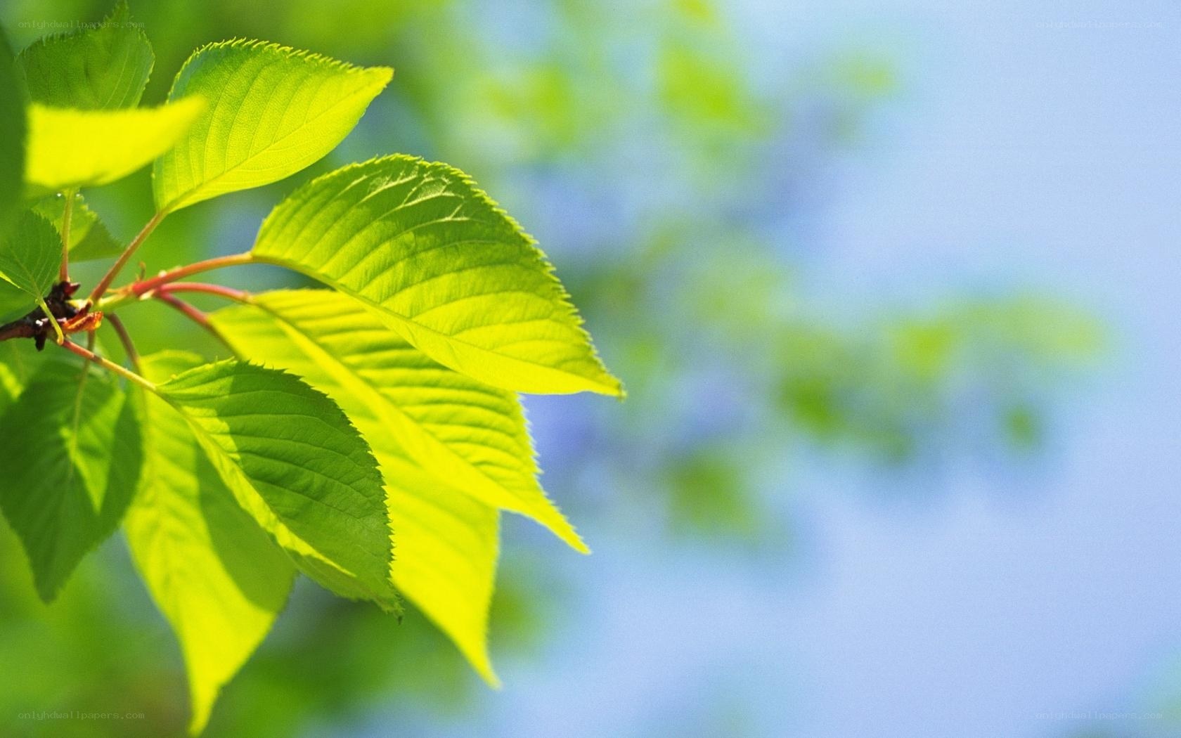 green leaves in sunlight