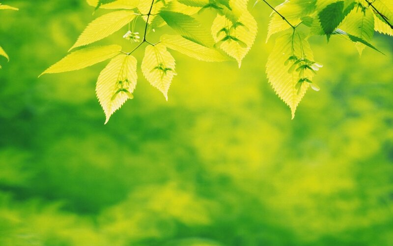 green leaves in sunlight