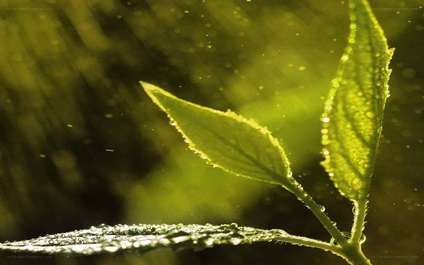 Green leaves in sunlight