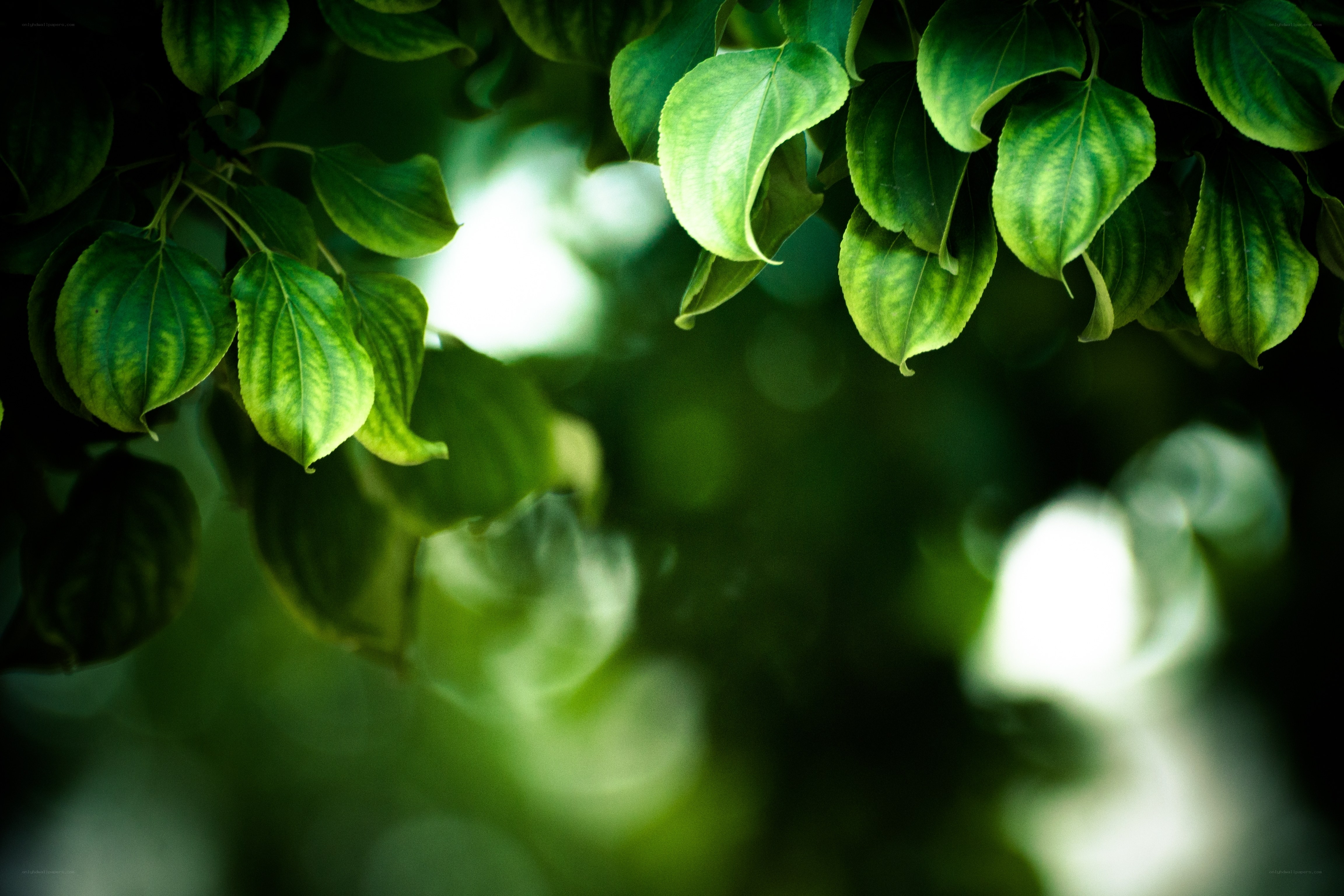 green leaves in sunlight