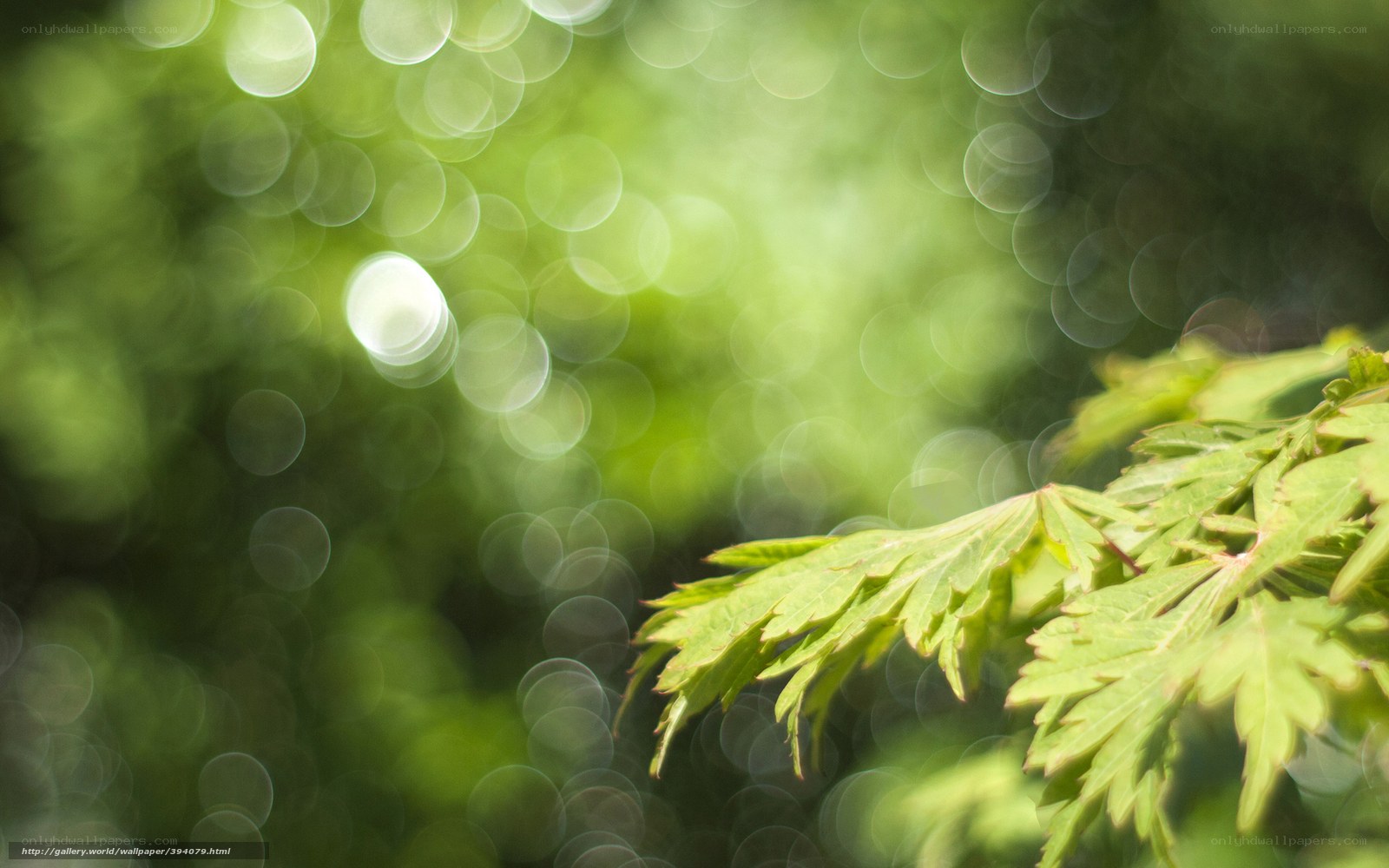 Green leaves in sunlight