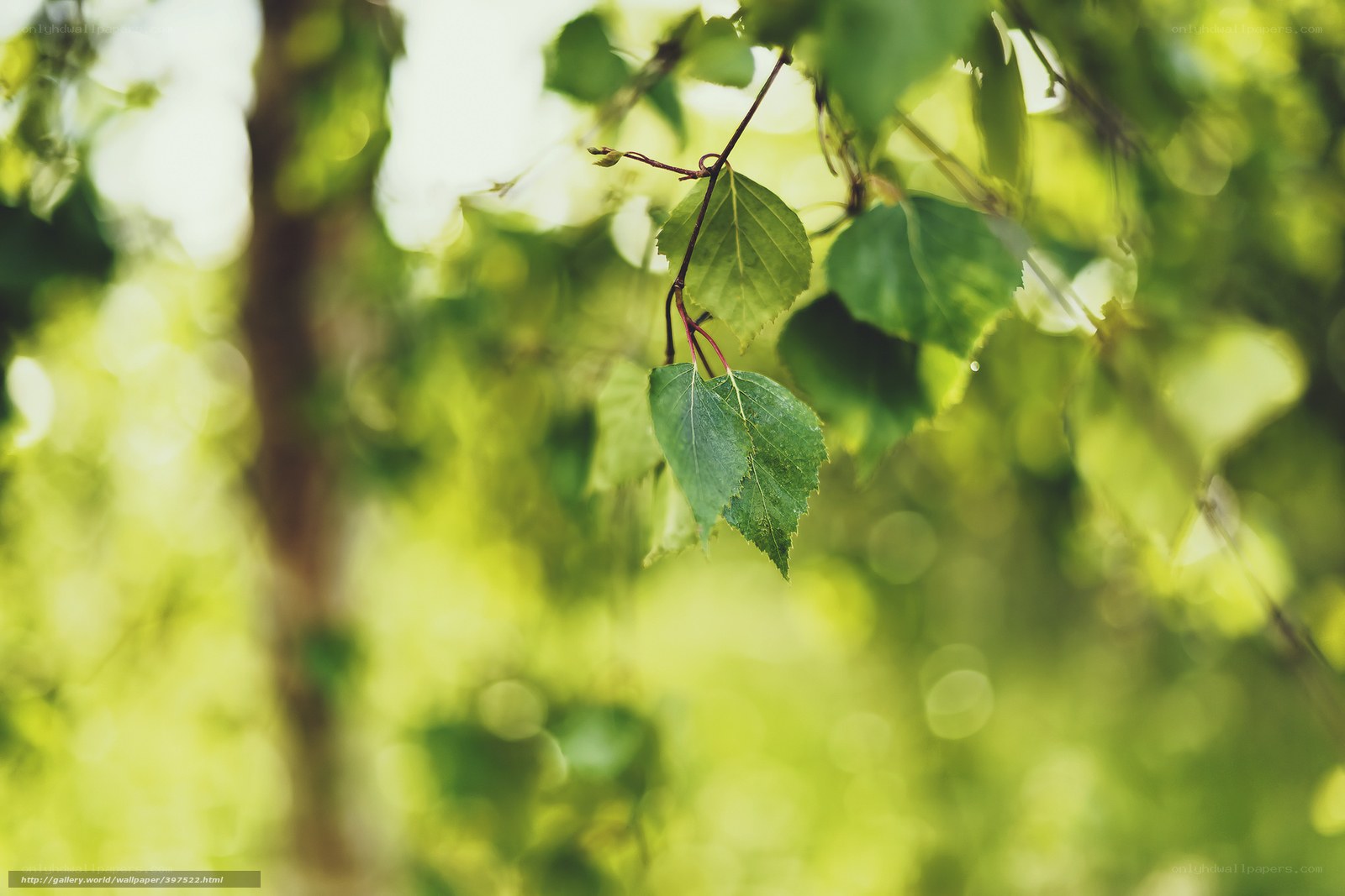 green leaves in sunlight