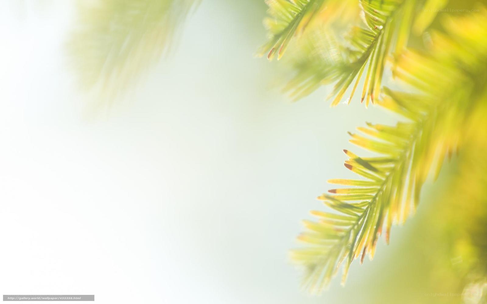 green leaves in sunlight