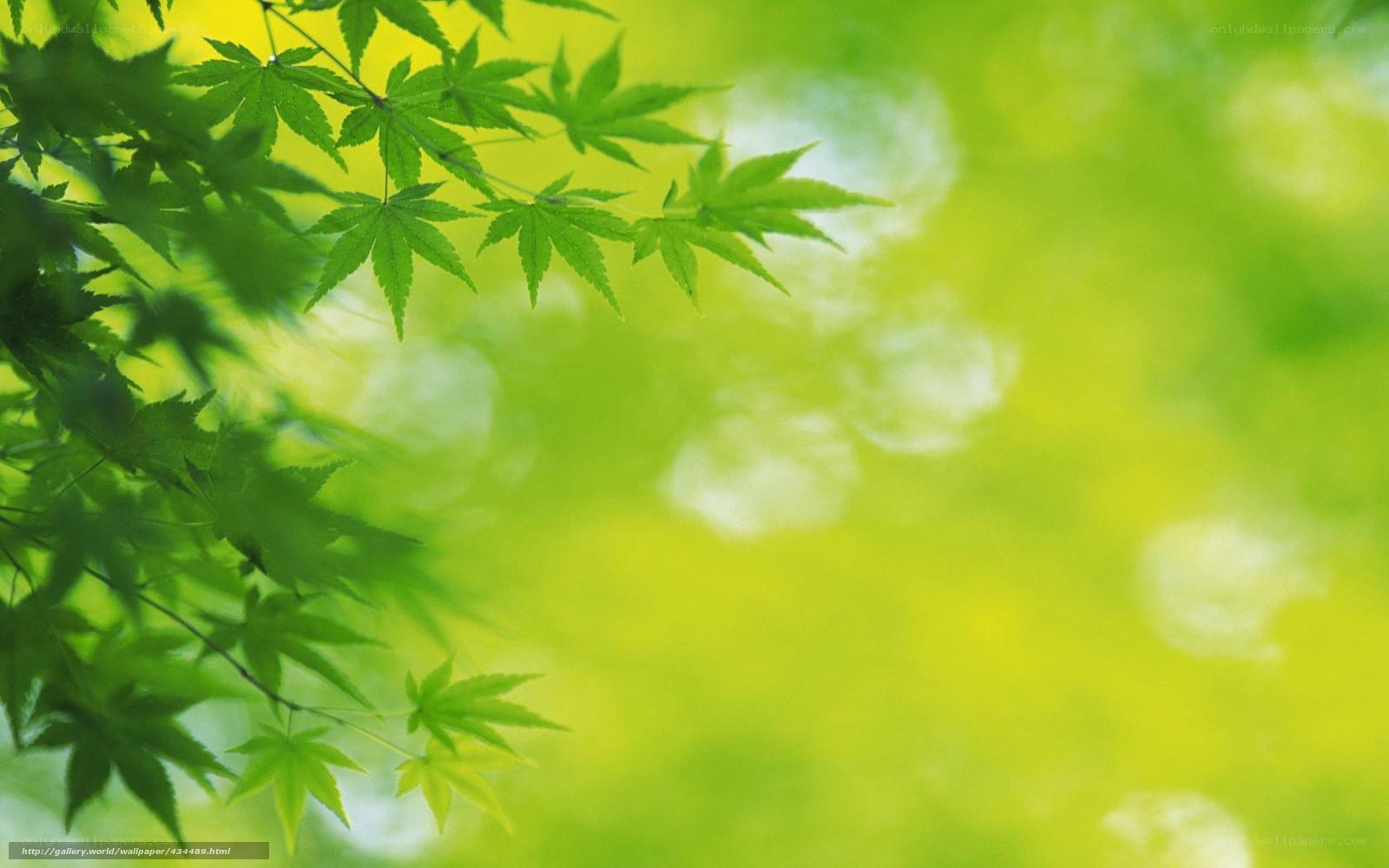 green leaves in sunlight